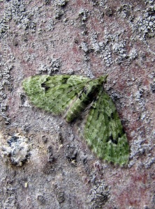 v-pug (Chloroclystis v-ata) Kenneth Noble